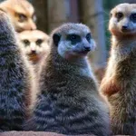 Uz rame sa merkatima: Gde su ljudi na prirodnoj tabeli monogamije