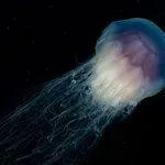 Ova „fantomska“ meduza je veća od autobusa – i i dalje luta plitkim vodama