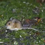 Naučnici su pustili desetine laboratorijskih miševa u divljinu, i dogodilo se nešto neverovatno