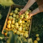 Otvoren novi IPARD poziv za sektor voćarstva, rok za prijavu 31. decembar