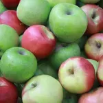 PSG Vojvodine: Vlast gasi Institut za ratarstvo i povrtarstvo