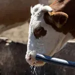 Treba li manje hraniti krave kako ne bi bilo viška mleka u Srbiji