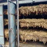 MUP: U Nikincima zaplenjeno 400 kilograma duvana, budžet države oštećen za 4,6 miliona dinara