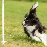 Zašto se psi vrte ukrug pre nego što utonu u san i kada to postaje znak za uzbunu