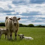 Subvencije za prvotelke nova tačka sukoba: Farmeri ostaju bez miliona zbog uredbe o ograničenju subvencija na 20 grla