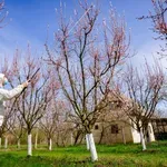 Sada je pravi trenutak: Evo šta treba da uradite u voćnjaku da biste sprečili bolesti i štetočine