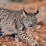 U Srbiji ih ima svega nekoliko jedinki: Šta je balkanski ris?