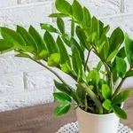 Zamija, sobna biljka koja ne izlazi iz mode, a uspeva i početnicima