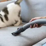 Zašto se mačke plaše usisivača? Postoji nekoliko vrlo konkretnih razloga