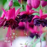 Pretvorite mali balkon u cvetni raj: 7 visećih biljaka koje štede prostor i izgledaju raskošno