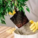 Kako pravilno presaditi biljku: Jednostavan vodič korak po korak