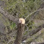 Pokret Bravo: Drvo ginko staro više od 100 godina oštećeno u Futoškom parku