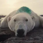 Granice suživota: Čovek i životinje u savremenom dokumentarnom filmu na Beldocsu