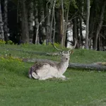 Besplatne online projekcije filma „Divia“ povodom Dana planete Zemlje