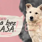„Rasa bez glasa“: Nova platforma za udomljavanje i podršku psima bez doma