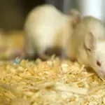 Laboratorijske životinje u Srbiji: ‘I dalje su nezamenljive za eksperimente’