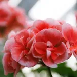 Kraljice balkona: Kada je pravo vreme za muškatle i kako ih pravilno negovati