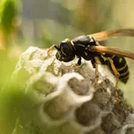 Bez zamki i otrova: Jednostavno rešenje koje ose tera iz dvorišta