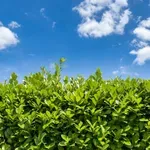 Najlepša živa ograda bez mnogo truda? Rešenje je ova biljka