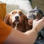 Promocija zbornika radova „Ljudsko-životinjski odnosi iz perspektive društvenih i humanističkih nauka“ u petak 24. aprila