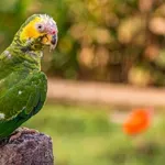 Zašto papagaji plešu? Nauka ima zanimljivo objašnjenje