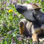 Ne ignorišite buve kod ljubimaca: Mogu ugroziti zdravlje i životinja i ljudi