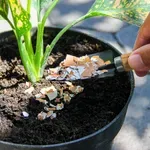 Ljuske jaja nisu dobre za sve biljke: Ove vrste mogu loše reagovati