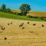 Vrane u Srbiji jedu suncokret i kukuruz, poljoprivrednici ponovo seju