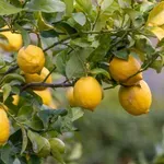 Odakle je stigao limun koji ovih dana kupujemo u Maksiju i zašto je drugačijeg izgleda i veličine