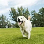Tri navike koje mogu produžiti život vašem psu, prema veterinaru