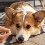 Veterinari otkrili zašto su TikTok saveti sve veća pretnja za kućne ljubimce