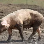 Glamočić: Žarišta afričke kuge svinja i boginja ovaca i koza pod kontrolom