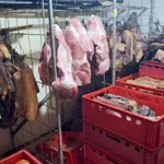 Uhapšen zbog širenja zaraze: Pronađeno i poslano na uništavanje sedam tona svinjetine u Salašu Noćajskom