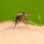 Batut: U Srbiji ove sezone 58 osoba oboleleo od groznice Zapadnog Nila