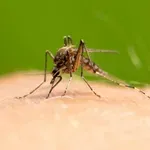 Batut: Registrovana prva dva slučaja groznice Zapadnog Nila u Srbiji