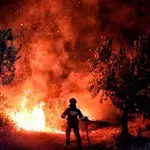 Opustošene kuće i hiljade hektara poljoprivrednog zemljišta i šuma: Stotine grčkih vatrogasaca nastavilo borbu sa šumskim požarom
