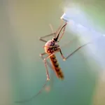 Virus Zapadnog Nila: Simptomi, prenošenje i mere zaštite