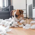 Šta vam pas zaista poručuje kada vas pogleda „krivim“ pogledom