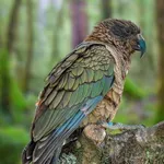 Prekretnica za ugroženu vrstu papagaja: Kakapo dobio podmladak posle 75 godina