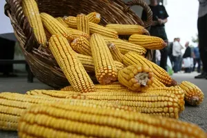 Институт за кукуруз јача капацитете уз помоћ колега из Словеније и Грчке