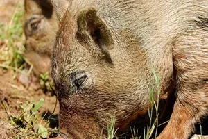 ШТЕТА НА УСЕВИМА ОГРОМНА Све више дивљих свиња изазива пустош у овој држави, на удару и урбани делови