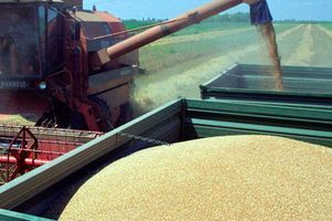 Пад цена кукуруза, пшенице, соје и уљане репице