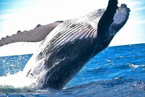 Ослобођен кит који се уплео у ужад у Норвешком мору