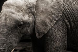 Боцвана истражује смрт слонова у близини Националног парка "Чобе"