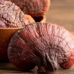 Reishi a dlouhověkost: Proč je v Asii symbolem vitality
