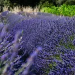 Francúzska značka, ktorá dokazuje, že skutočný luxus vonia po Provence aj po ľudskosti