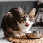 Prieberčivá mačka nemusí byť iba rozmarná, upozorňujú odborníci