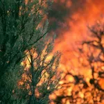 V državi razglasili izredne razmere, ogenj požira vse pred sabo, prebivalce zbudil gost dim!