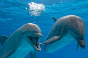 Znanstveniki šokirani ob odkritju: TAKO delfini spoznajo svoje prijatelje