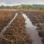 Nihče mu ni verjel, dokler ni pokazal fotografije: iz zemlje izvlekel pravo 10-kilogramsko zverino in zaprl usta vsem